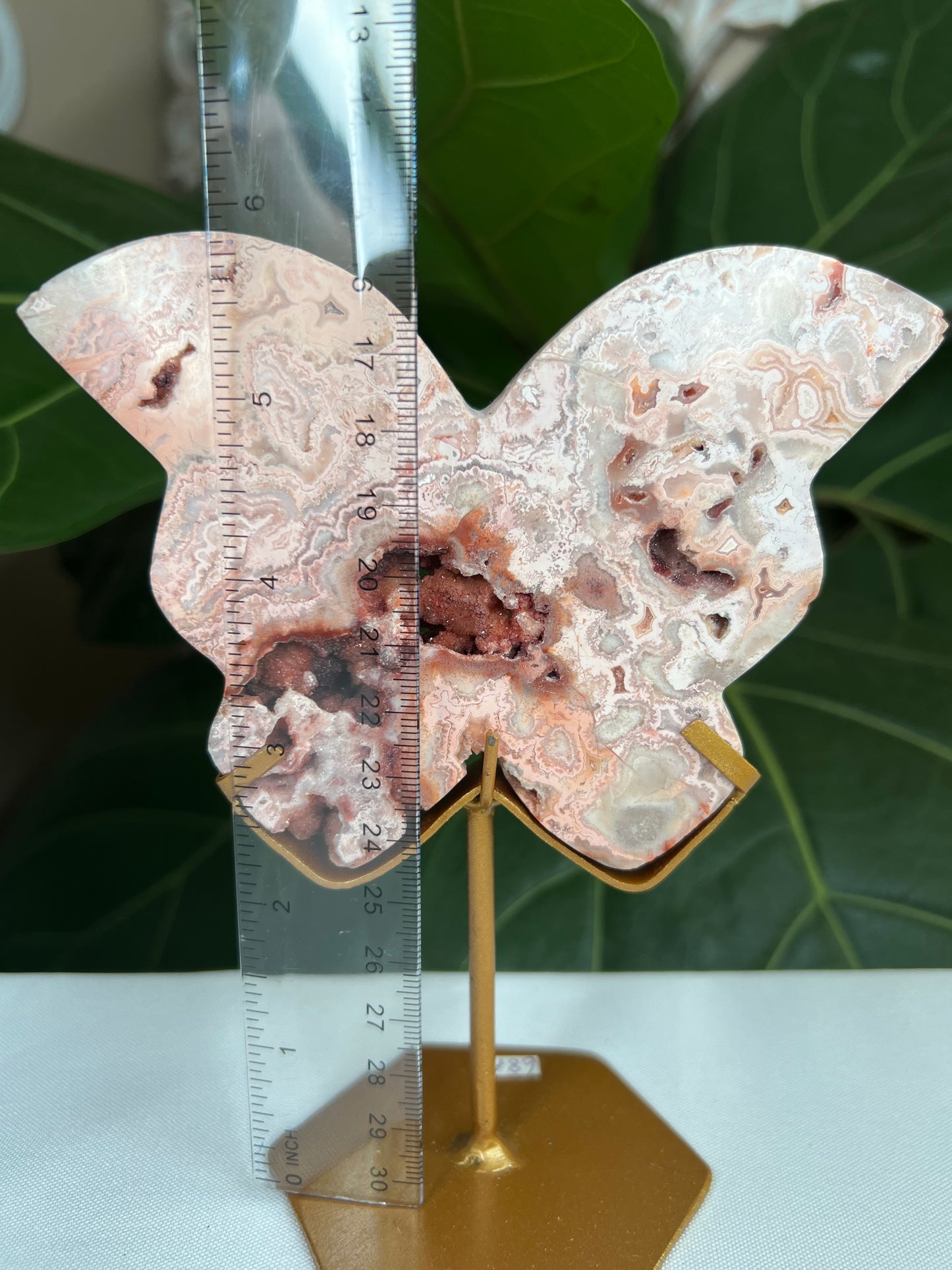 Crazy Lace Agate Butterfly