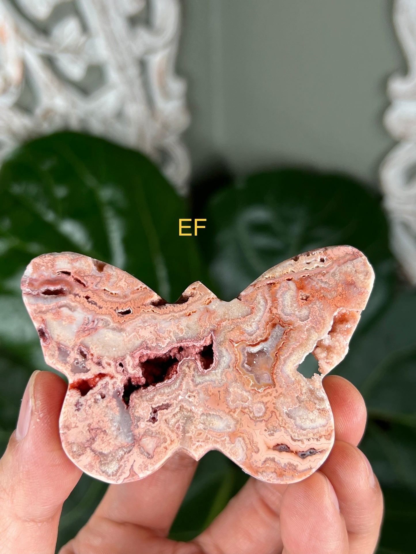 Crazy Lace Agate Butterflies