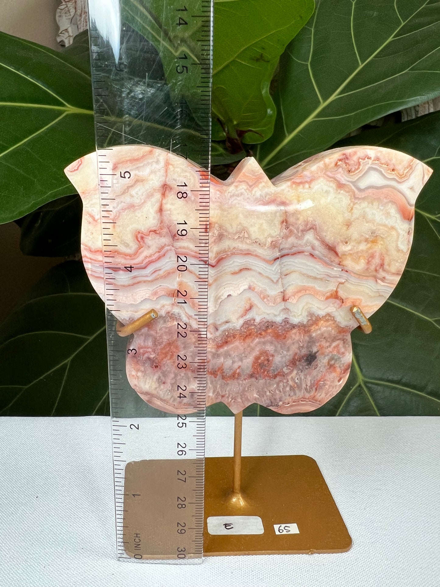 Crazy Lace Agate Butterfly