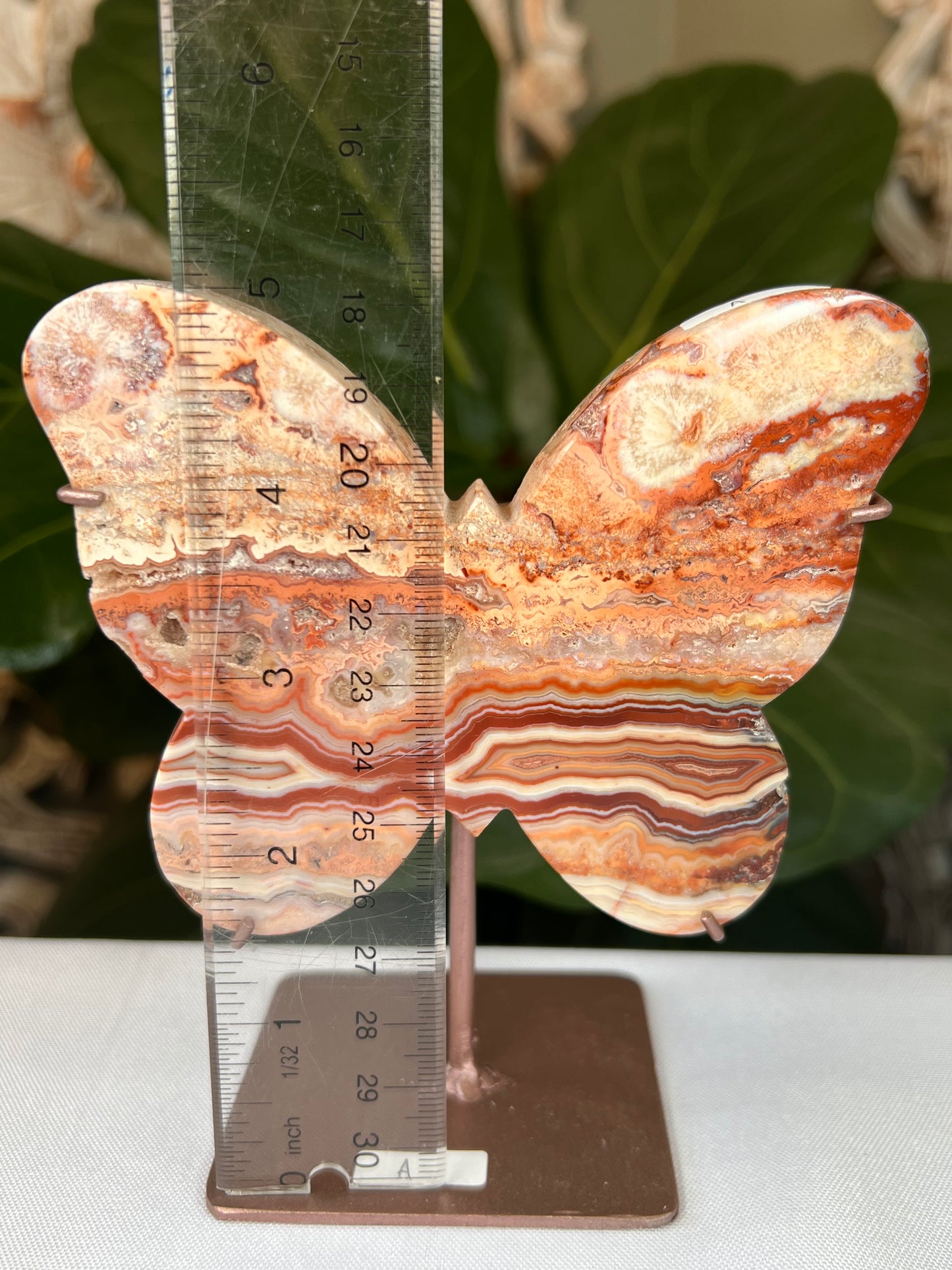 Crazy Lace Agate Butterfly