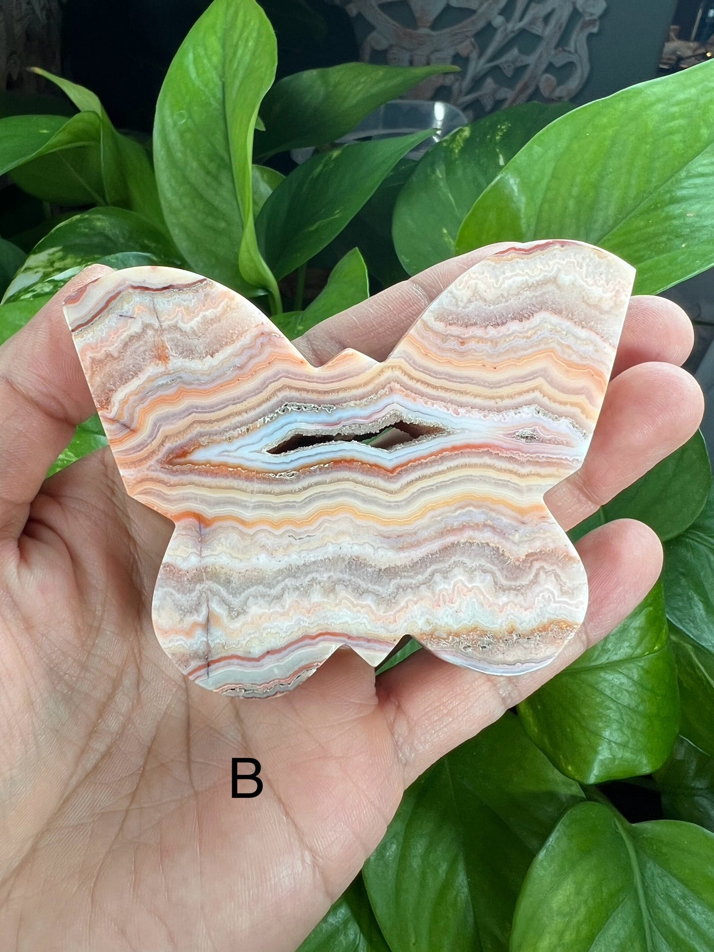 Crazy Lace Agate Butterfly