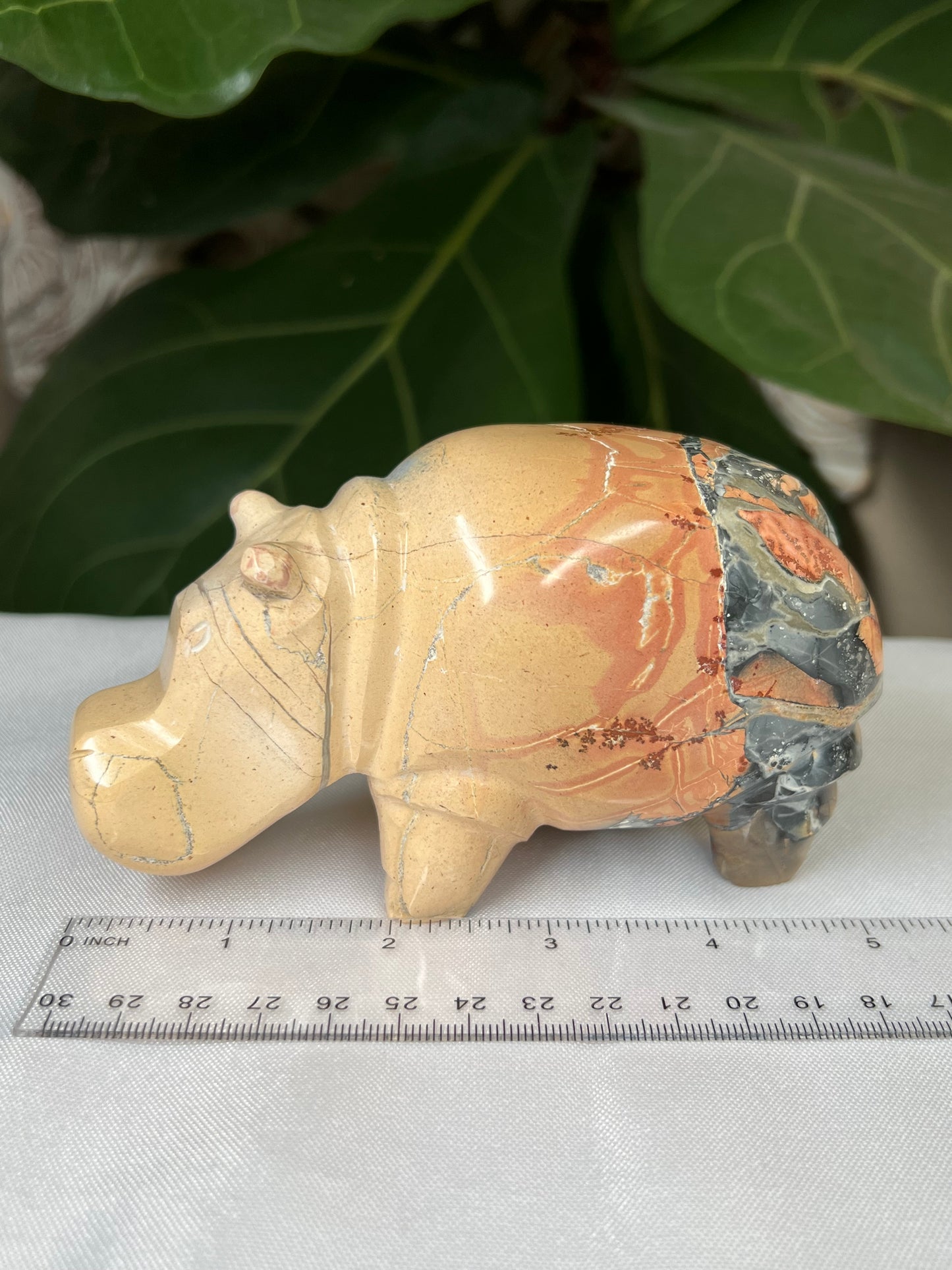 Maligano Jasper Hippo