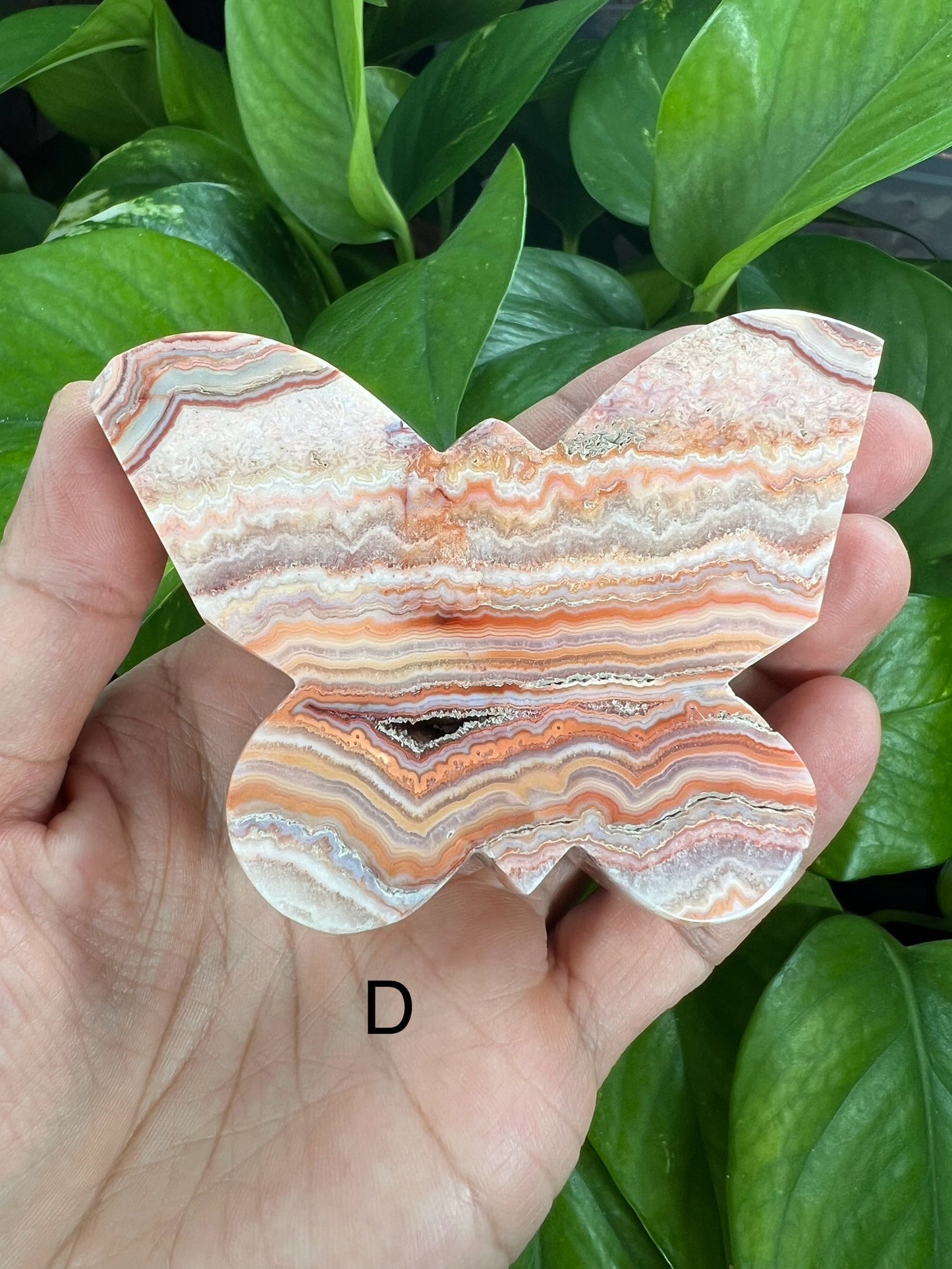 Crazy Lace Agate Butterfly