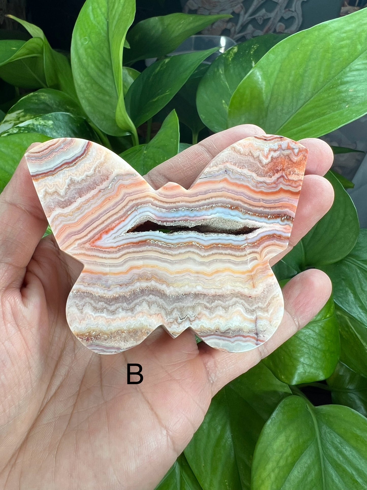 Crazy Lace Agate Butterfly