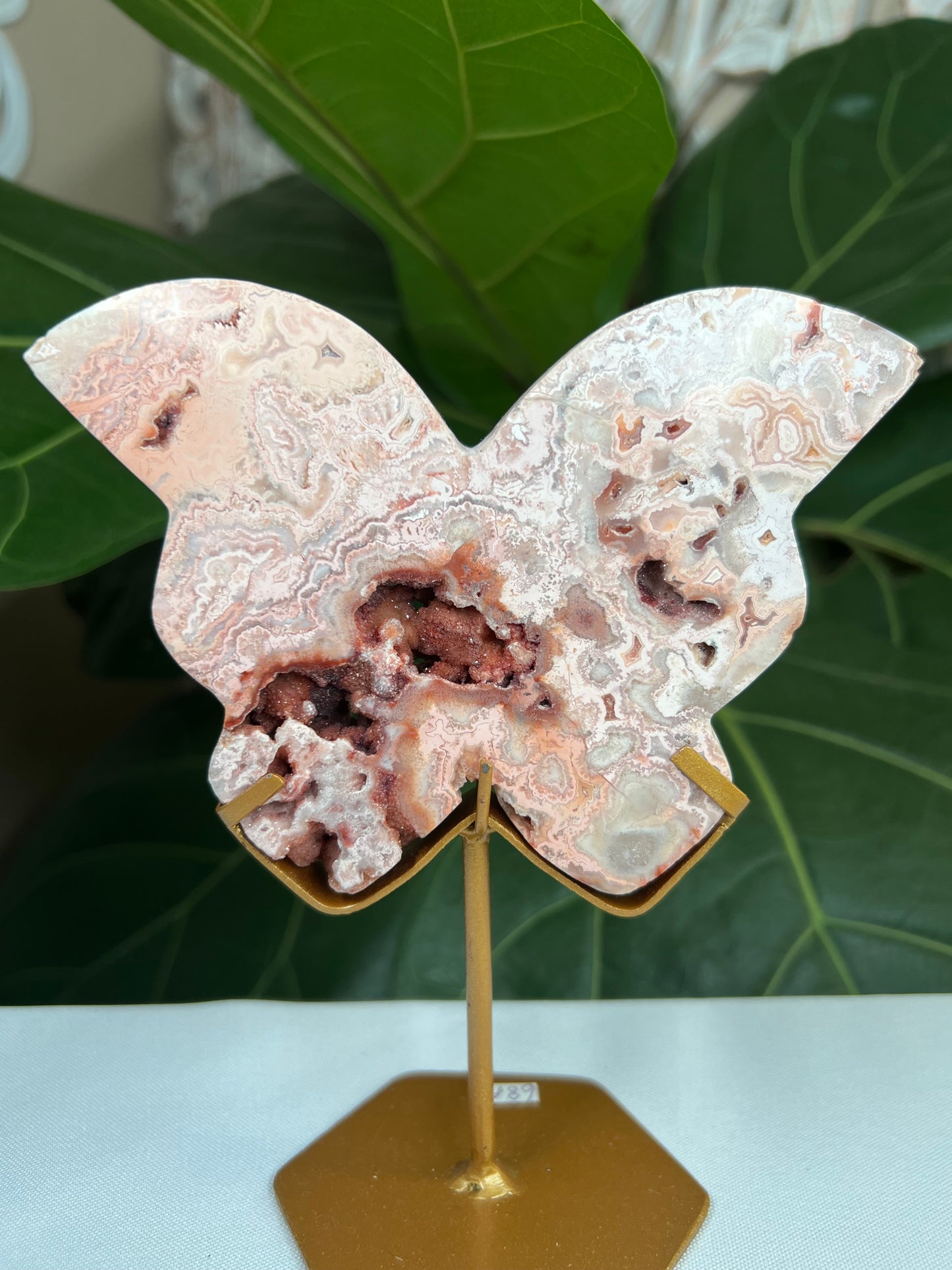 Crazy Lace Agate Butterfly