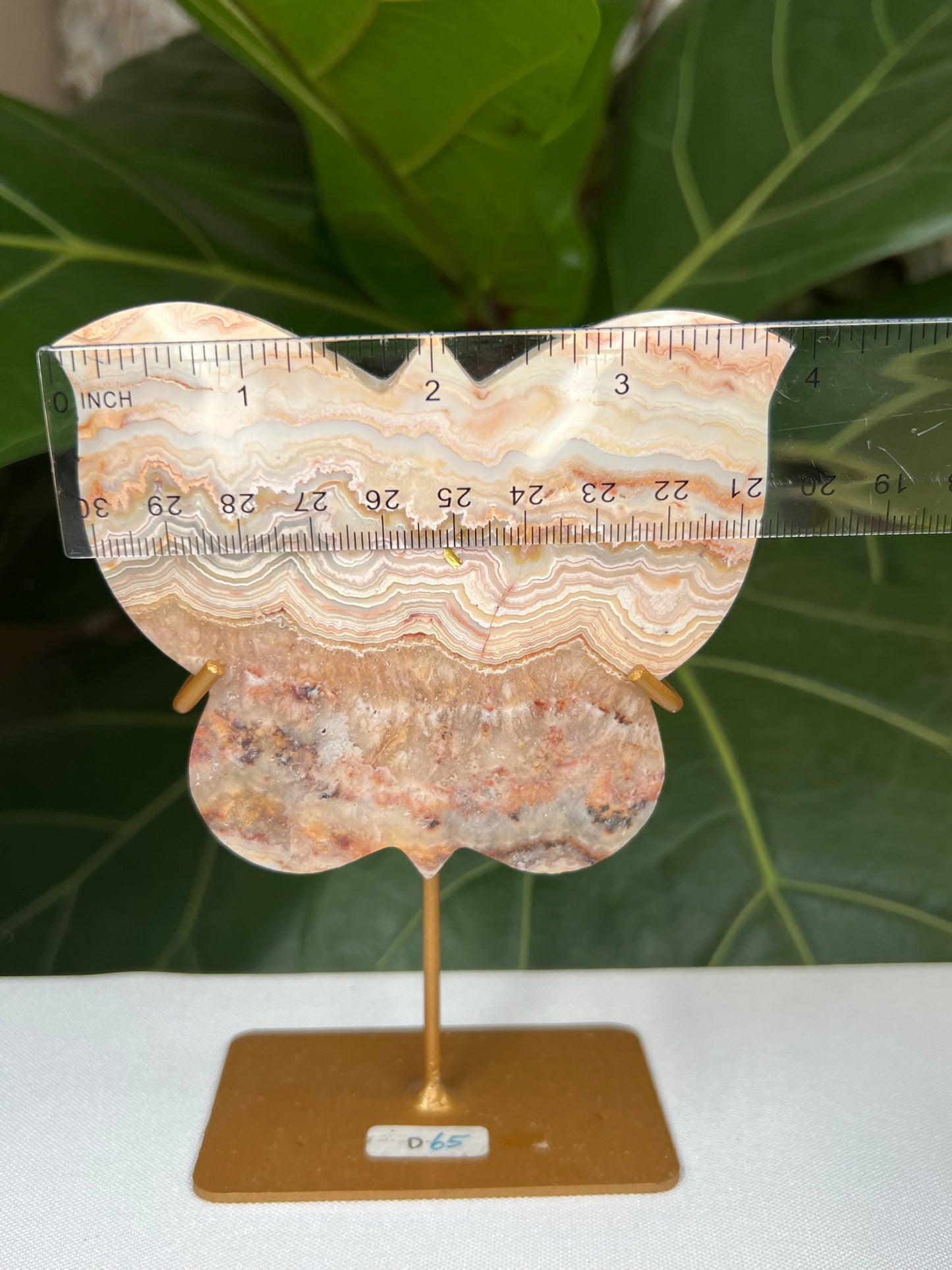 Crazy Lace Agate Butterfly