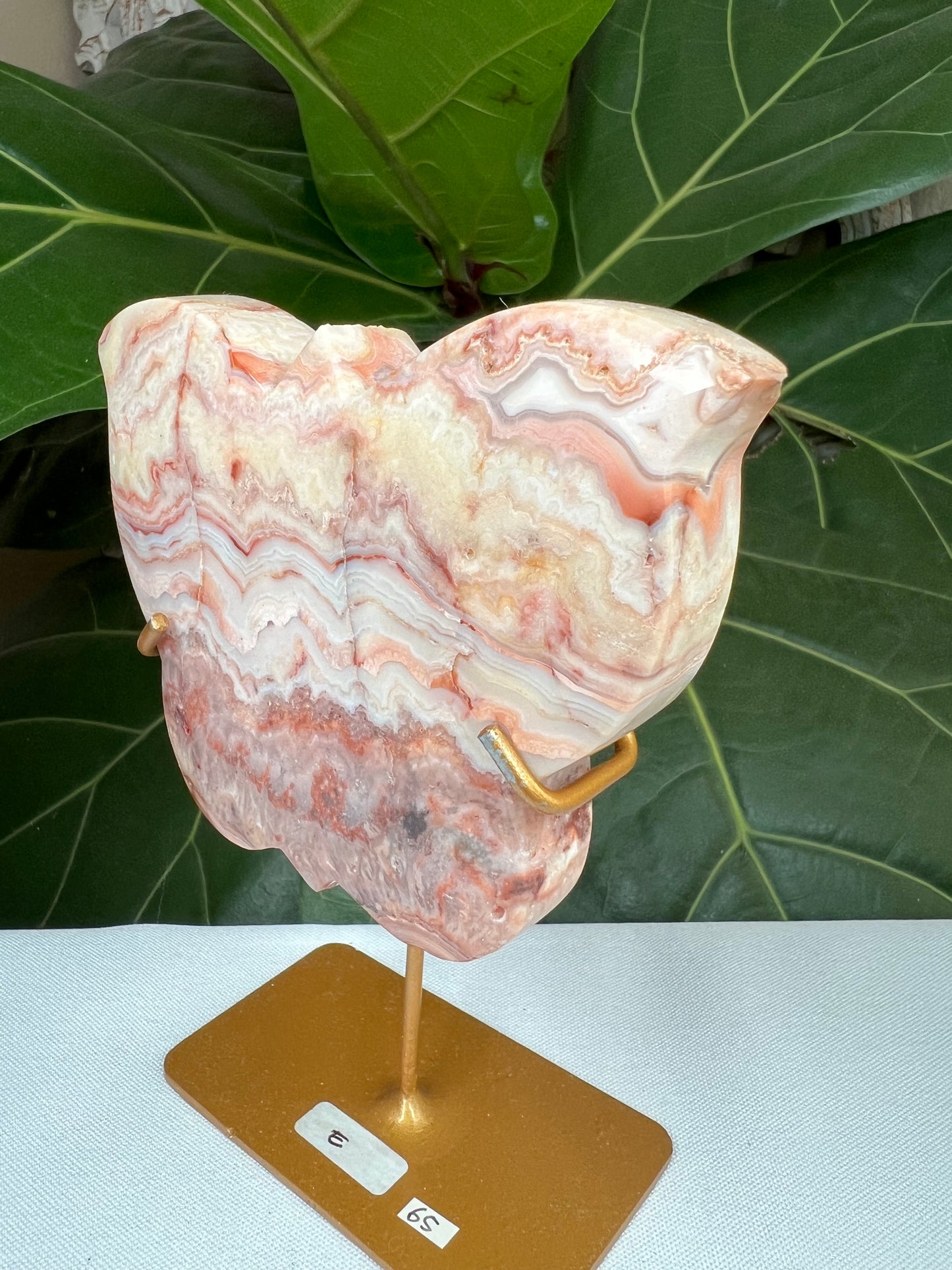 Crazy Lace Agate Butterfly