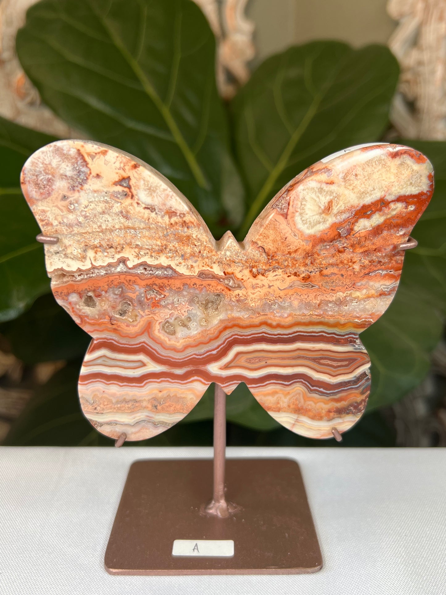 Crazy Lace Agate Butterfly