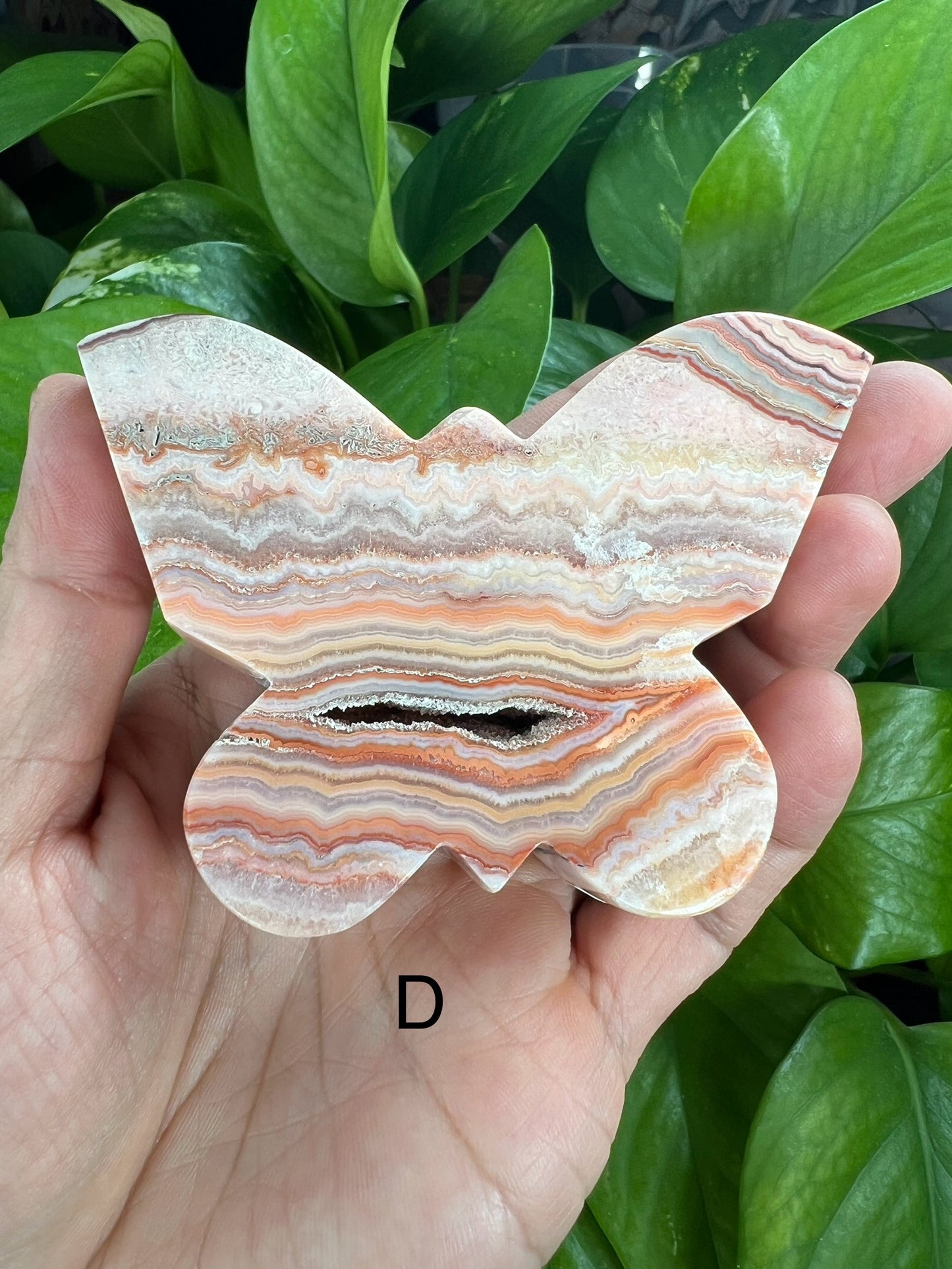 Crazy Lace Agate Butterfly