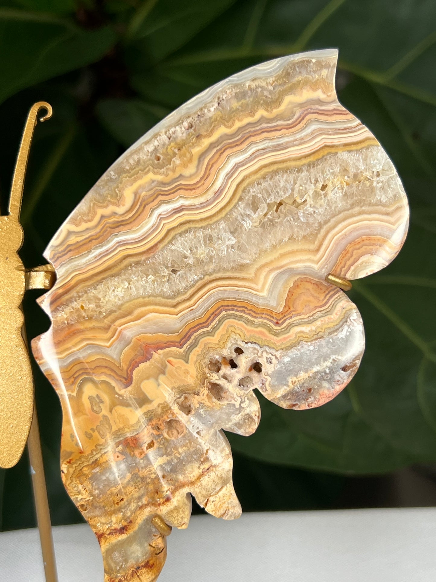 Crazy Lace Agate Wings