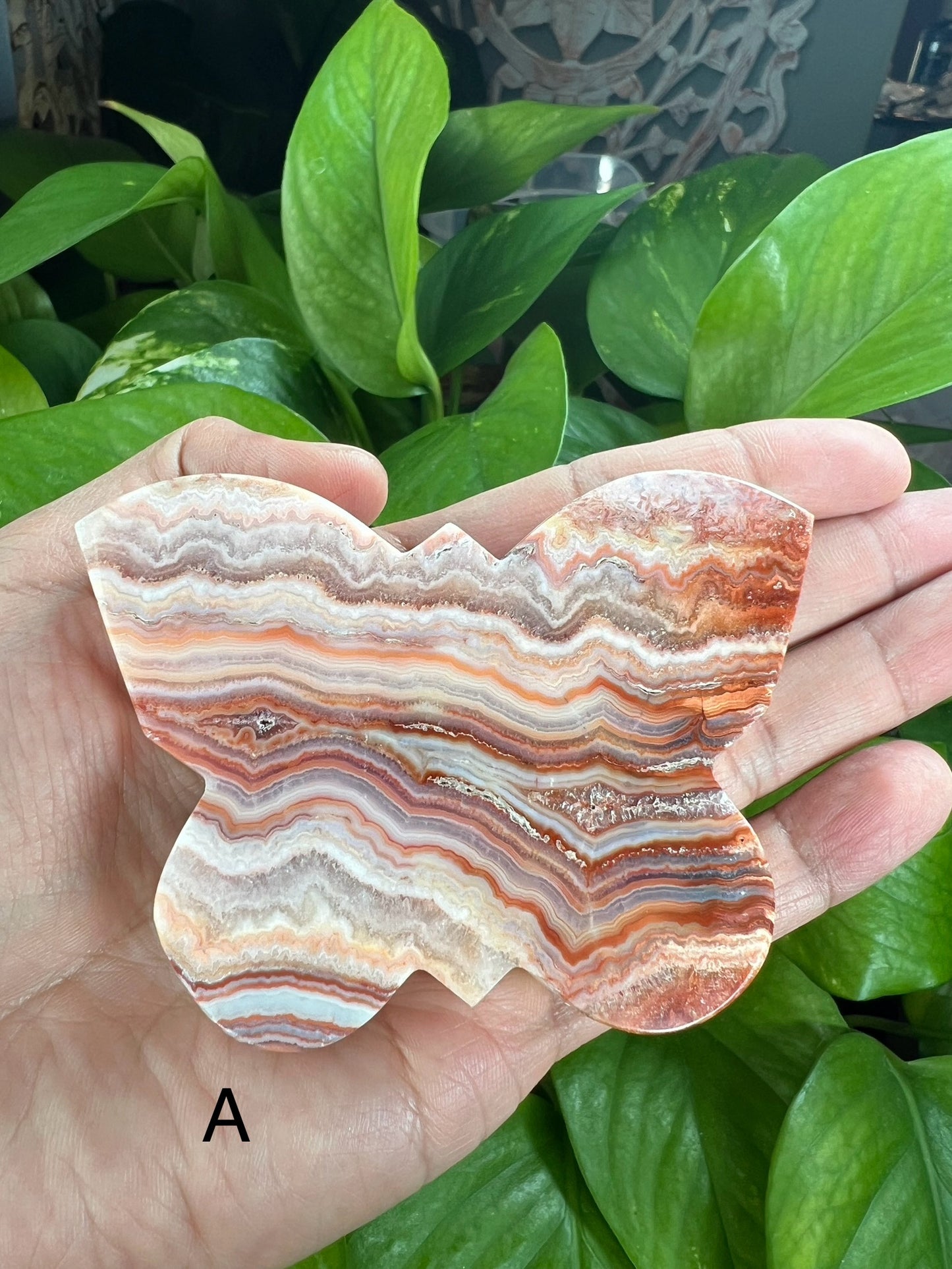 Crazy Lace Agate Butterfly