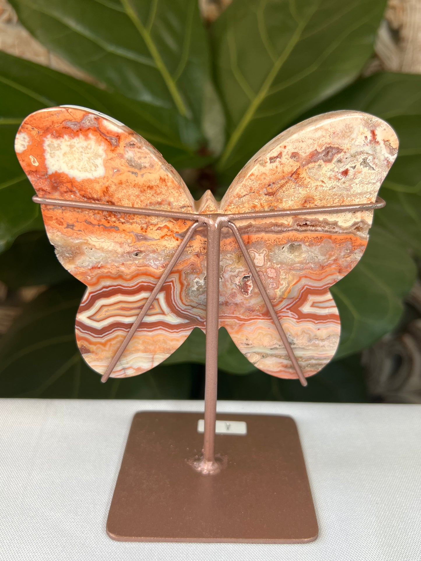 Crazy Lace Agate Butterfly