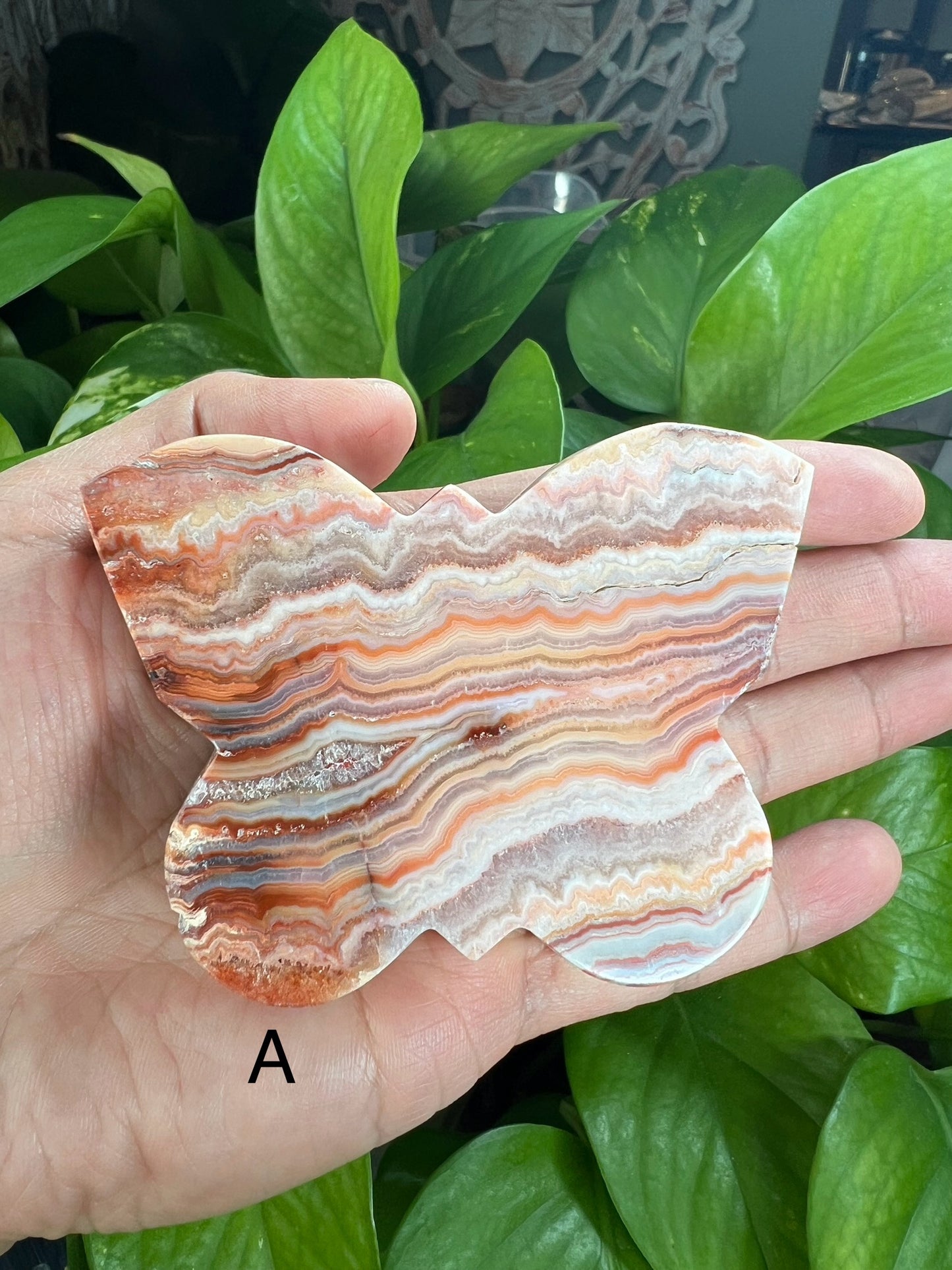 Crazy Lace Agate Butterfly