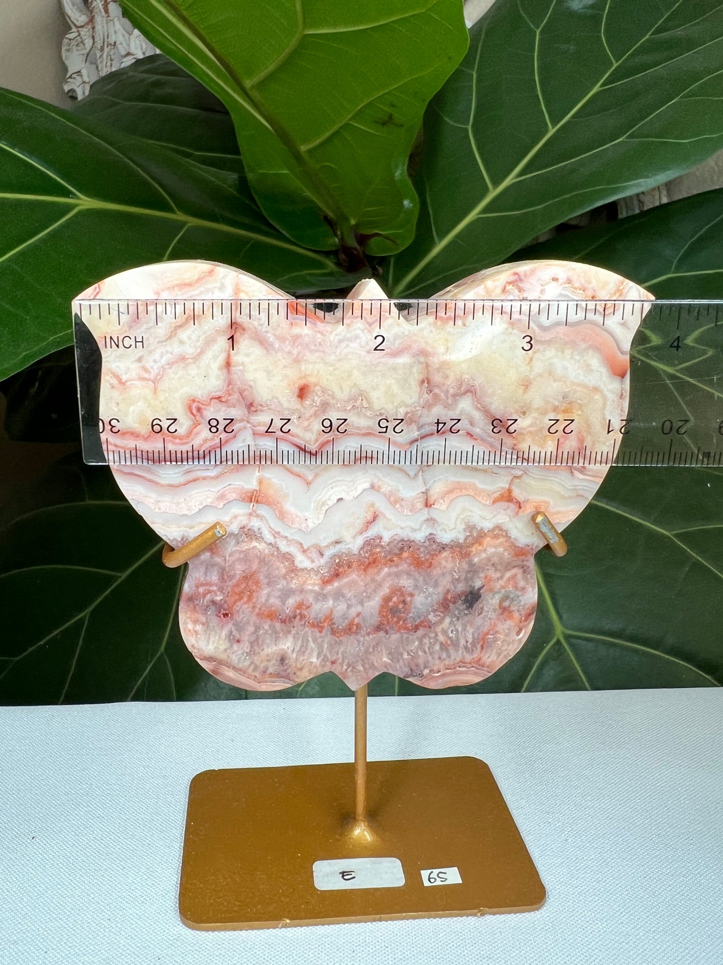 Crazy Lace Agate Butterfly