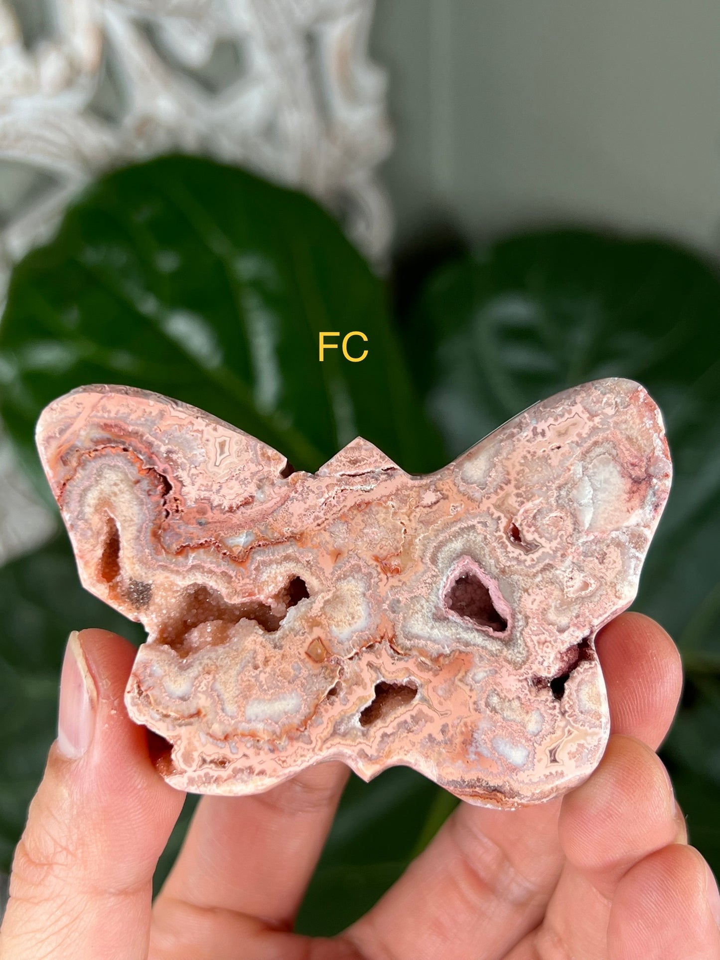 Crazy Lace Agate Butterflies