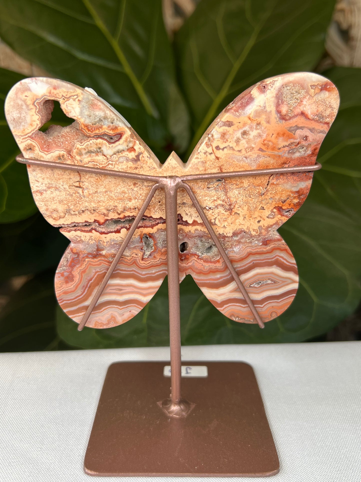 Crazy Lace Agate Butterfly