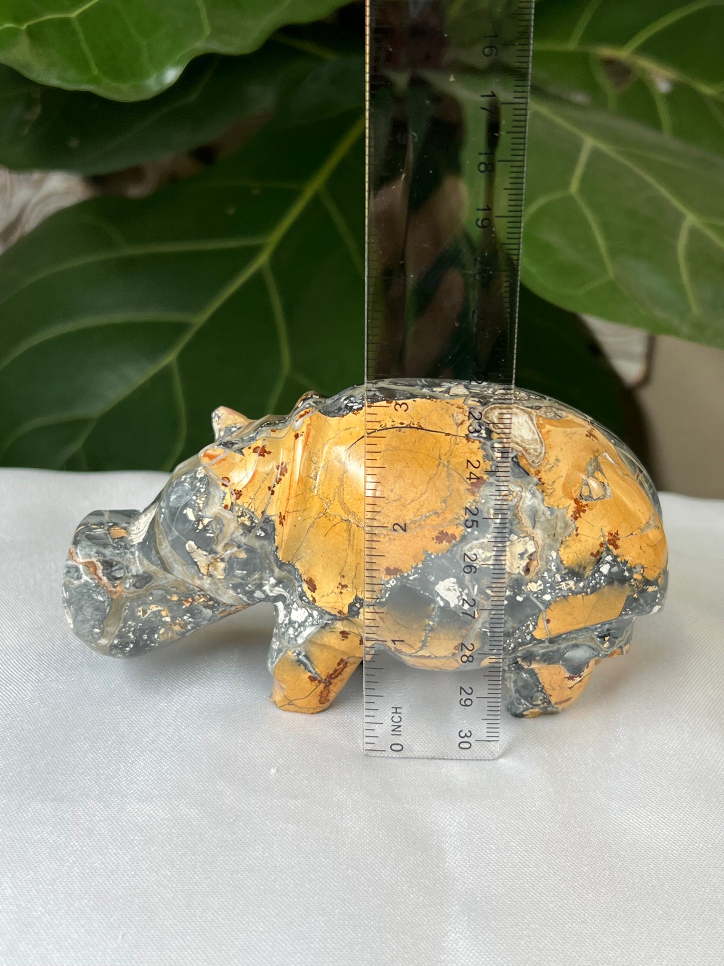 Maligano Jasper Hippo