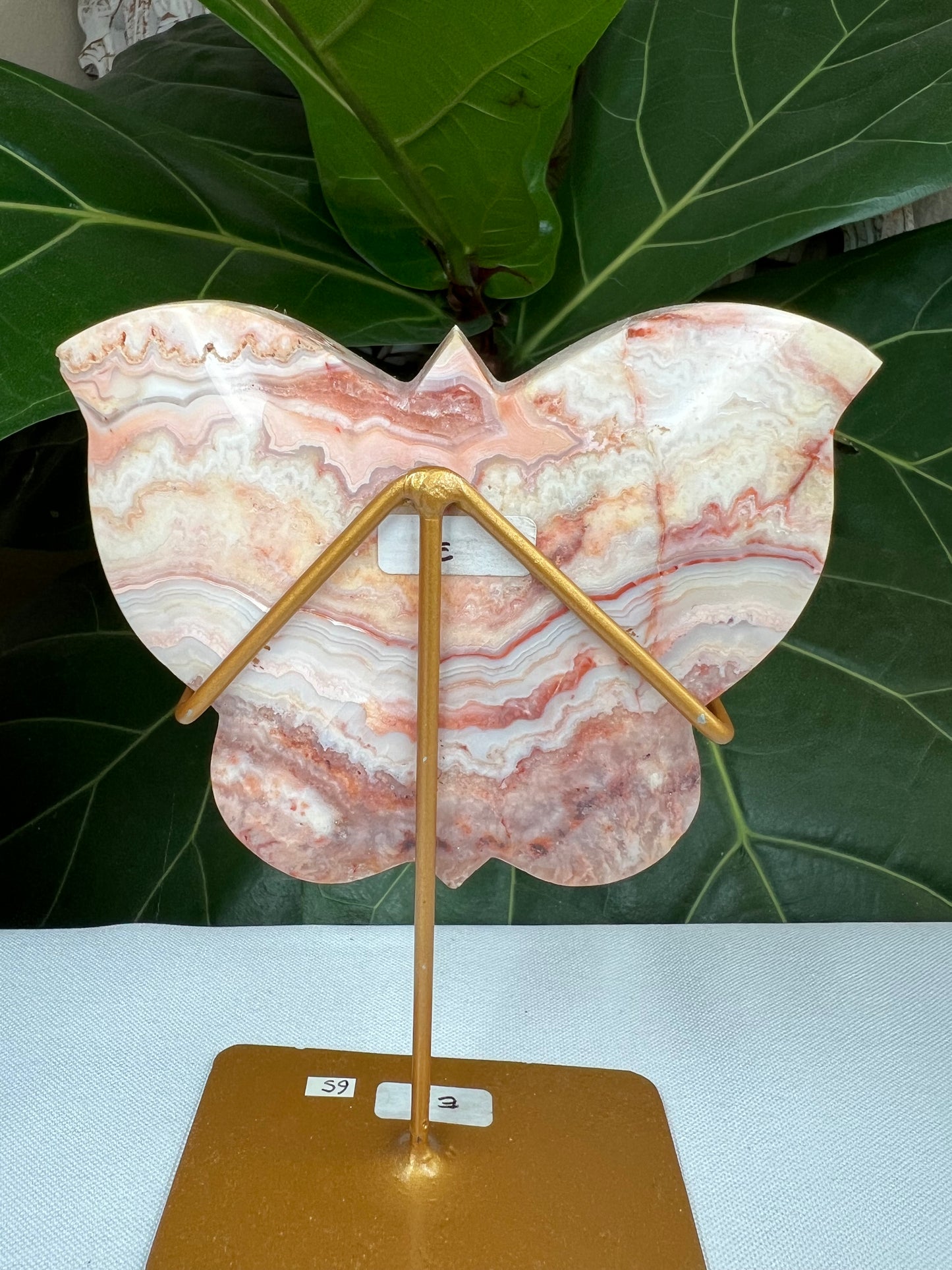 Crazy Lace Agate Butterfly