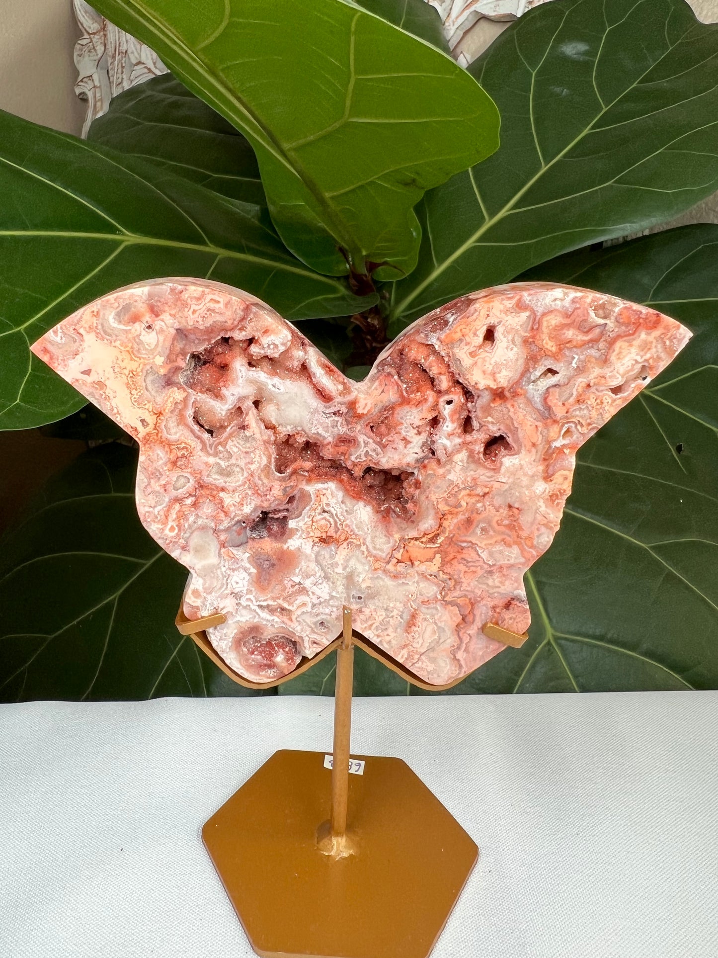 Crazy Lace Agate Butterfly