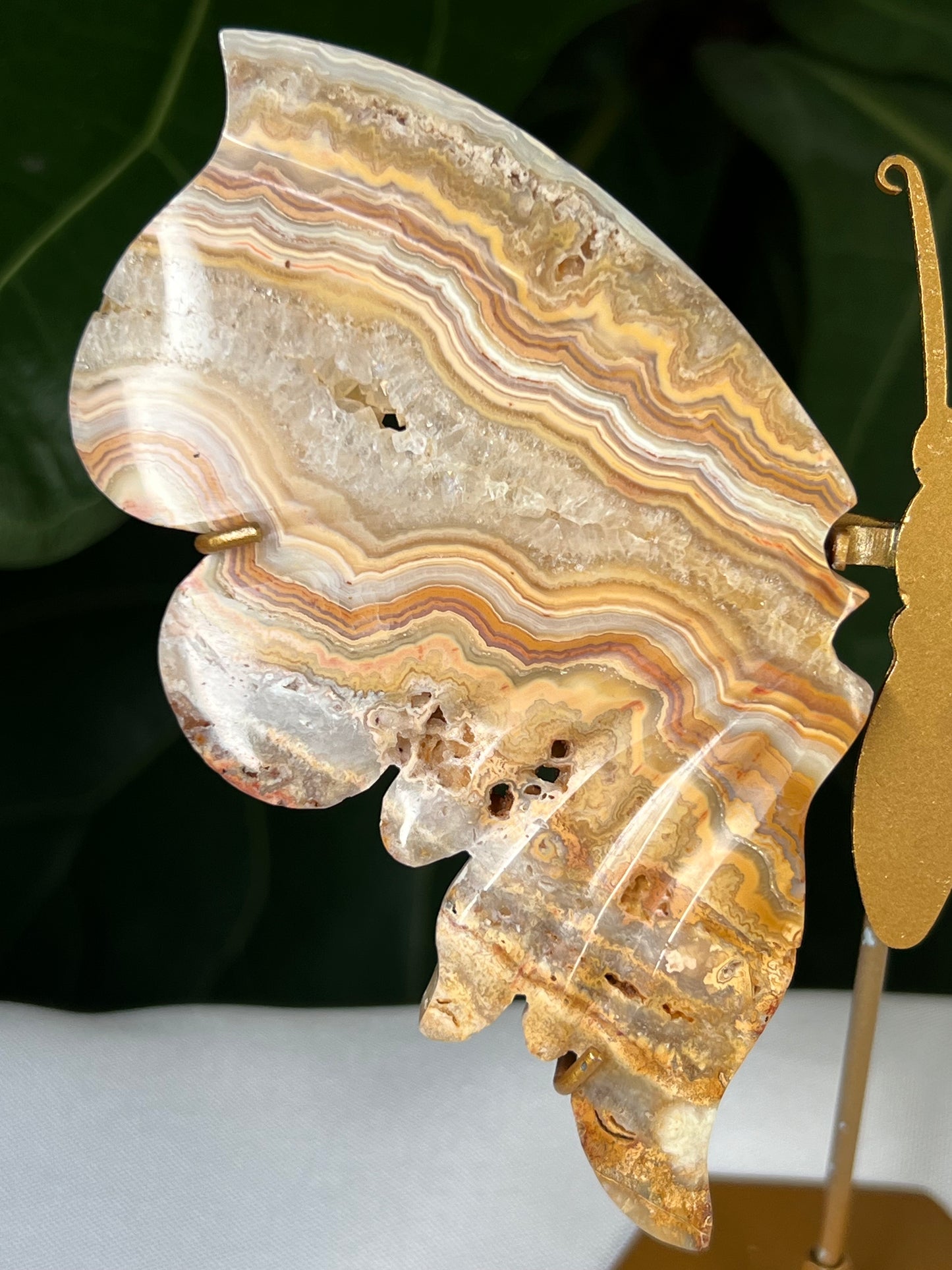 Crazy Lace Agate Wings