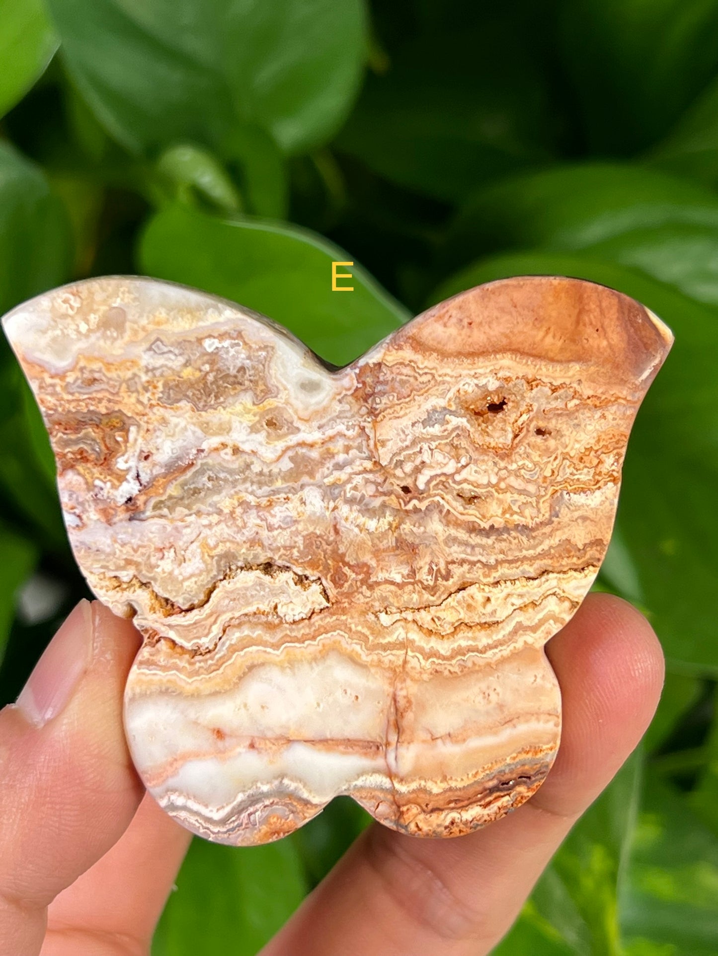 Crazy Lace Agate Butterflies