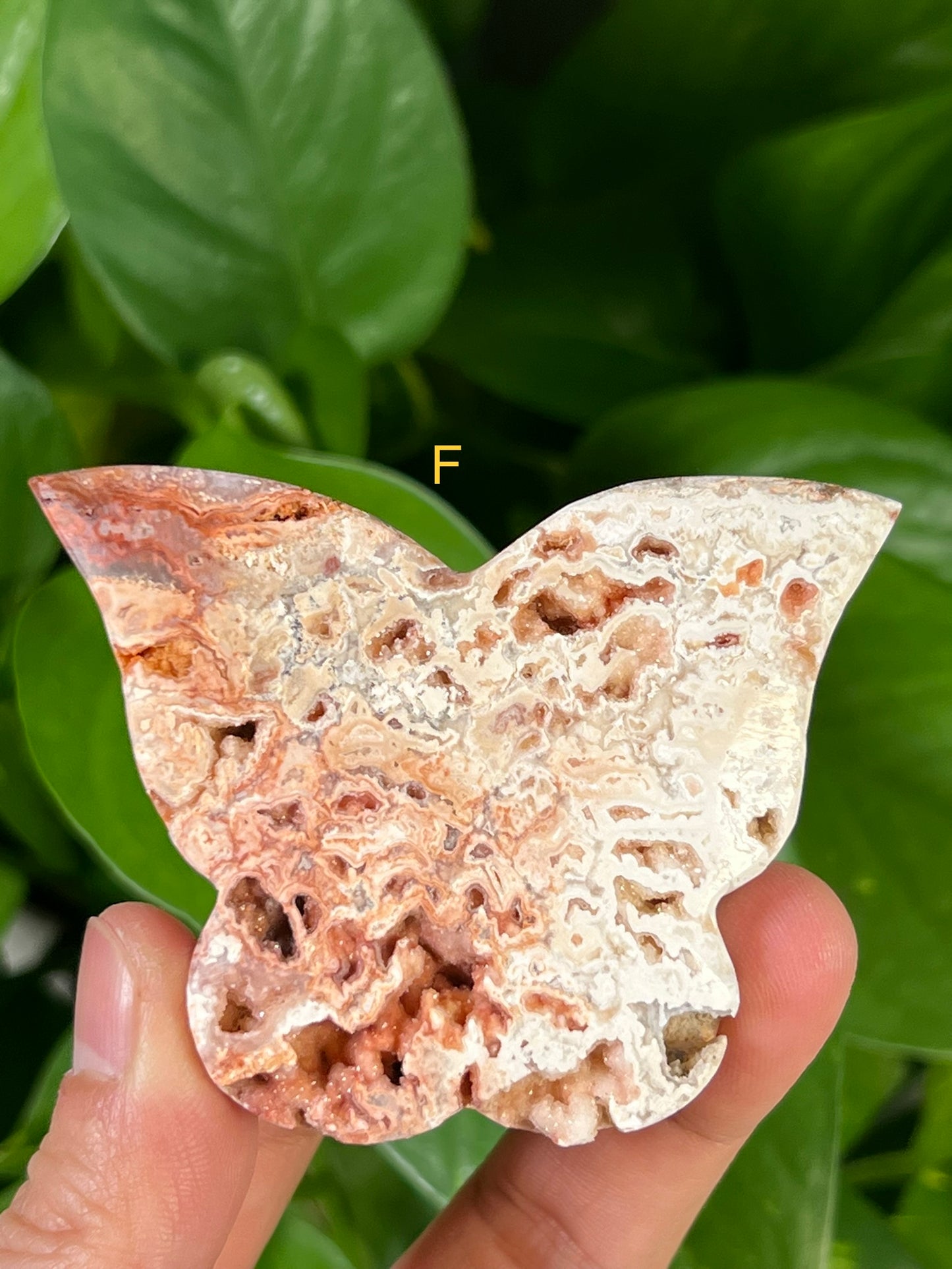 Crazy Lace Agate Butterflies