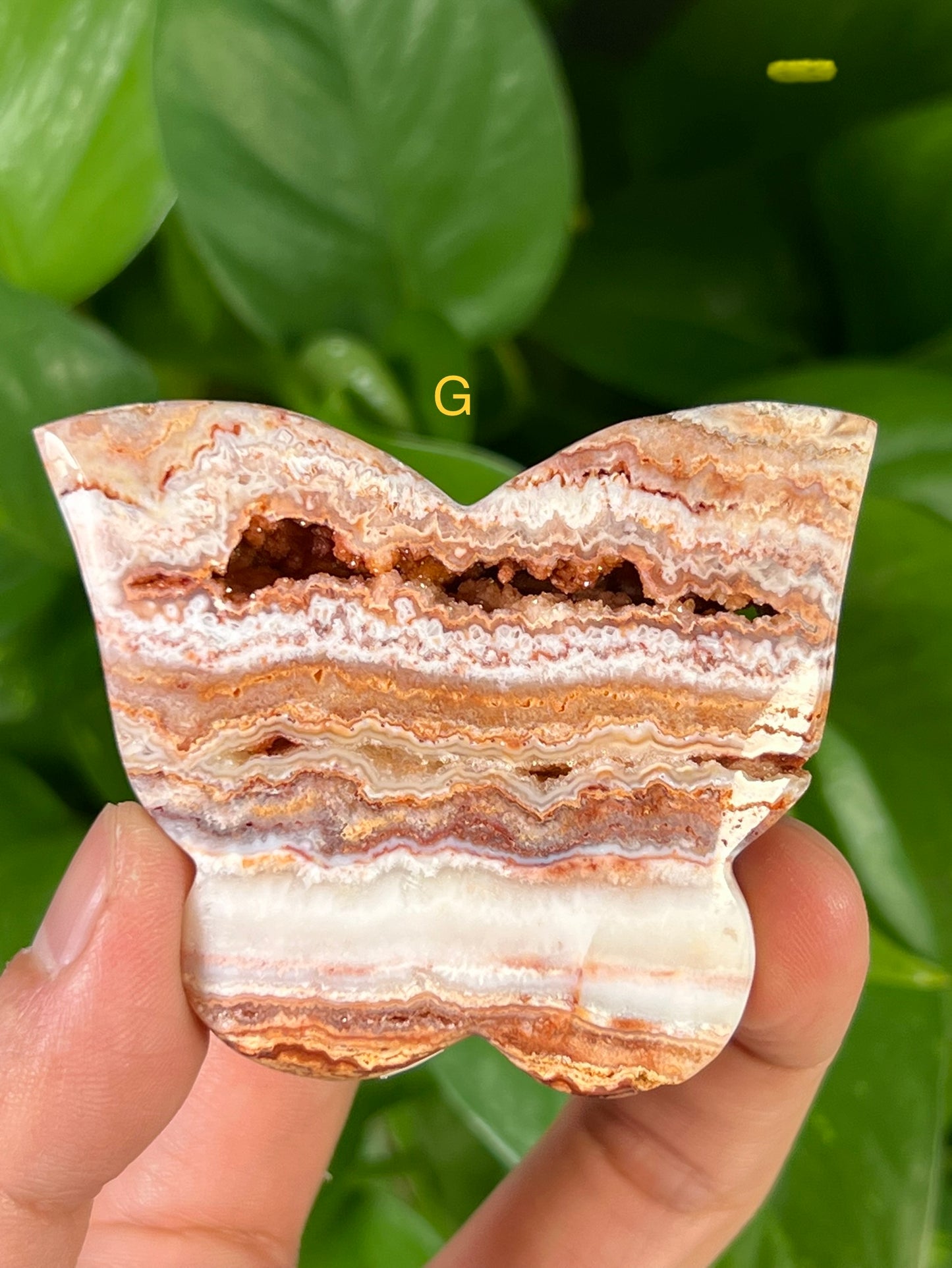 Crazy Lace Agate Butterflies