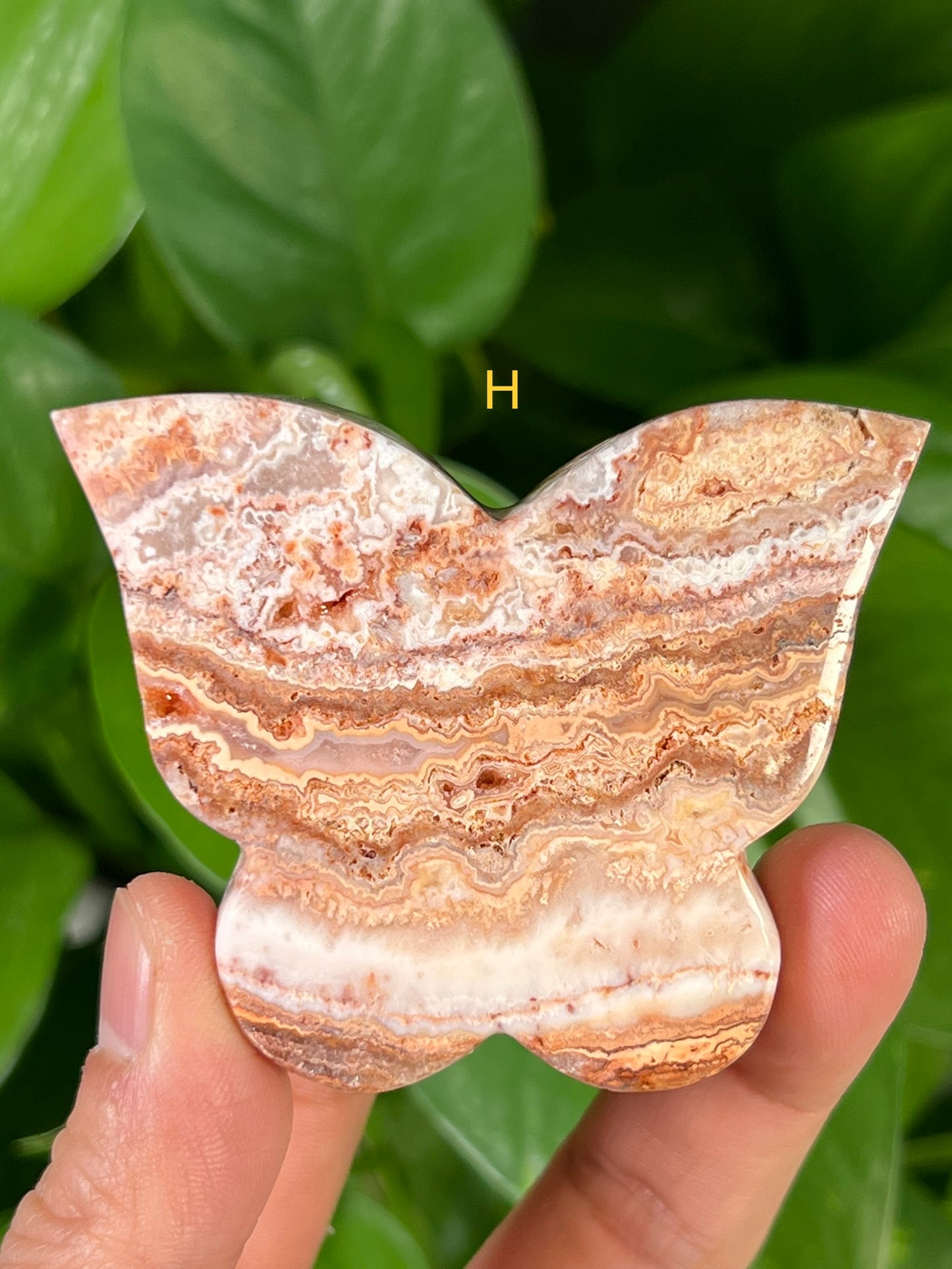 Crazy Lace Agate Butterflies