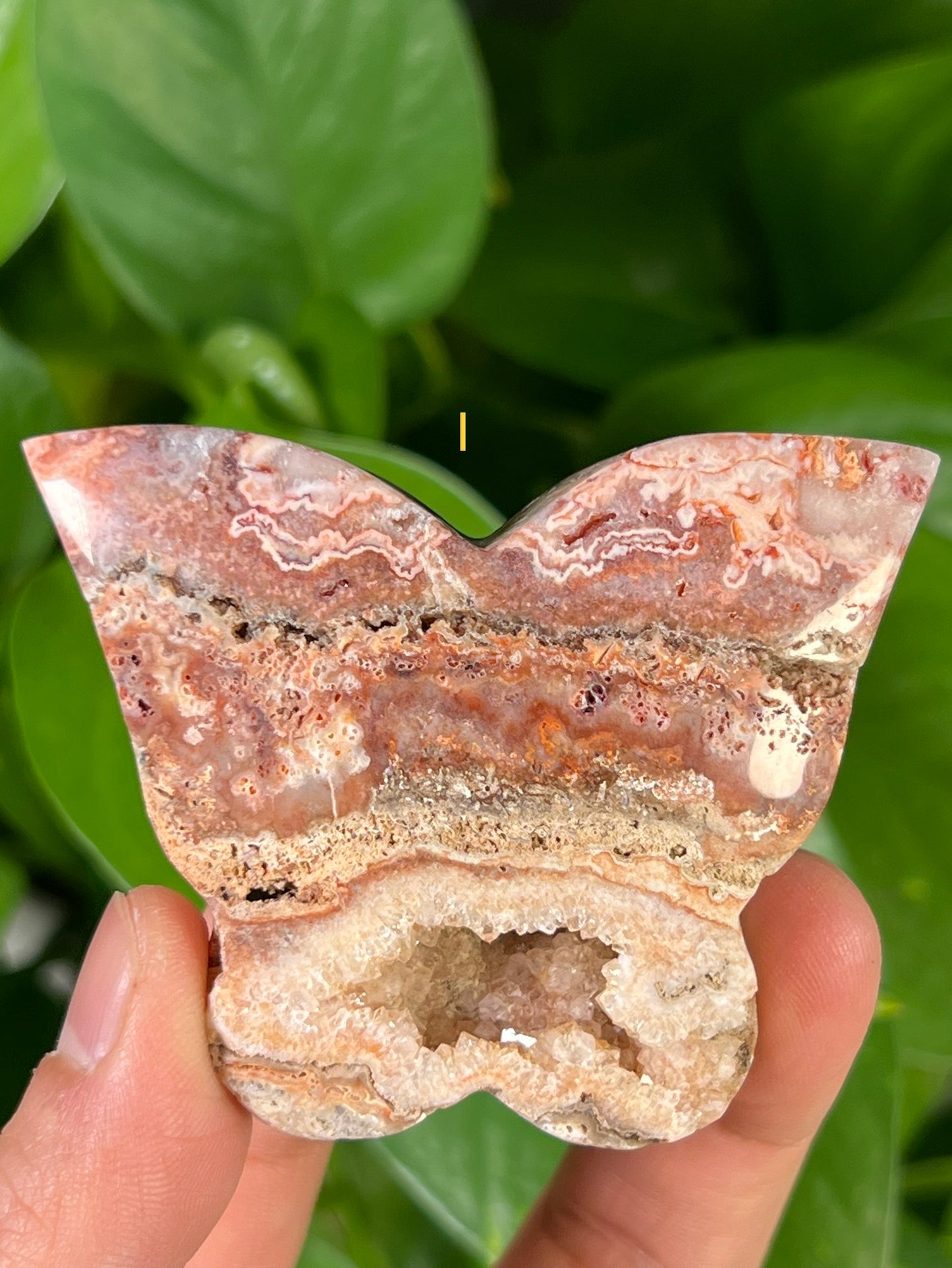 Crazy Lace Agate Butterflies