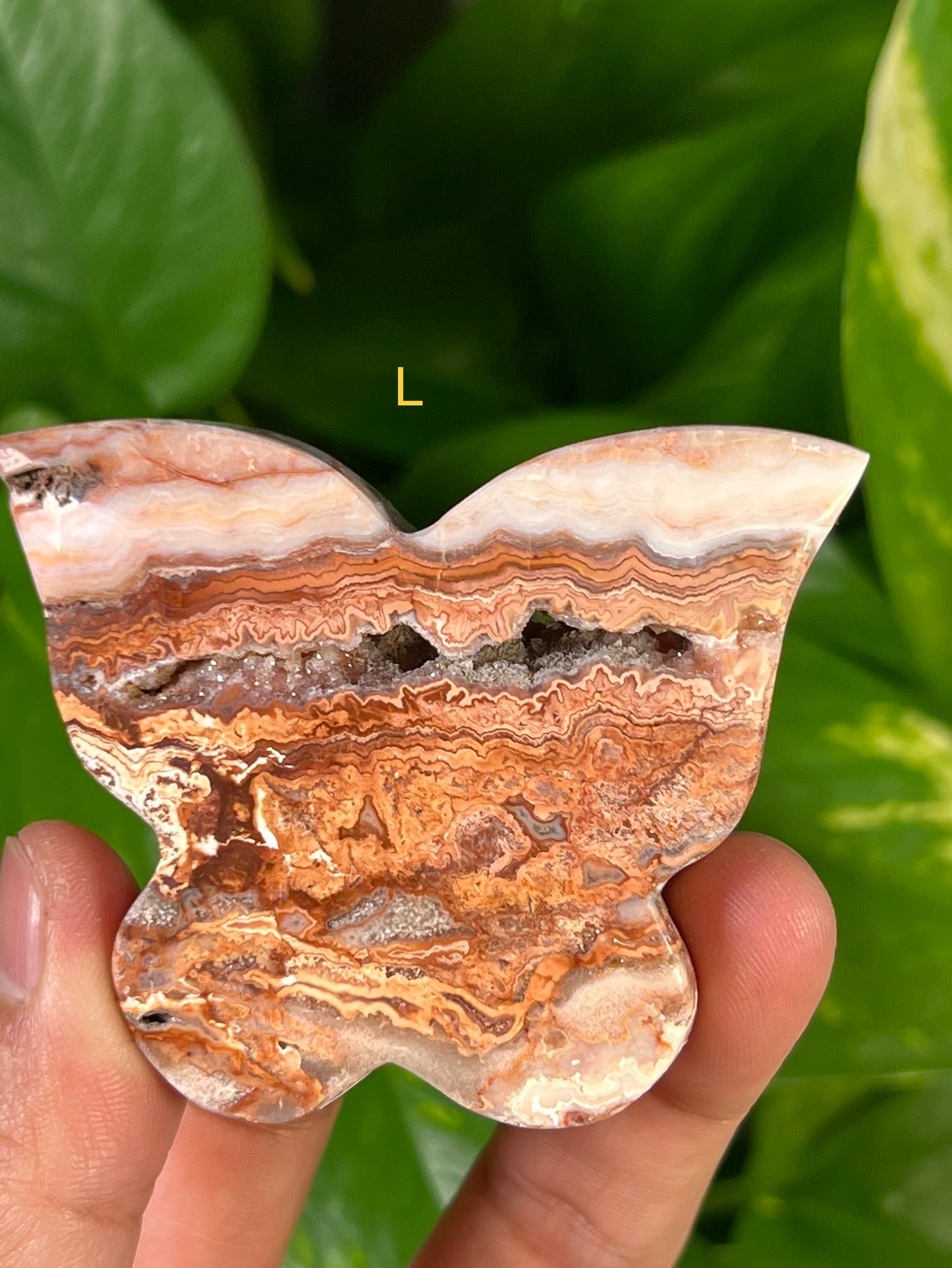 Crazy Lace Agate Butterflies