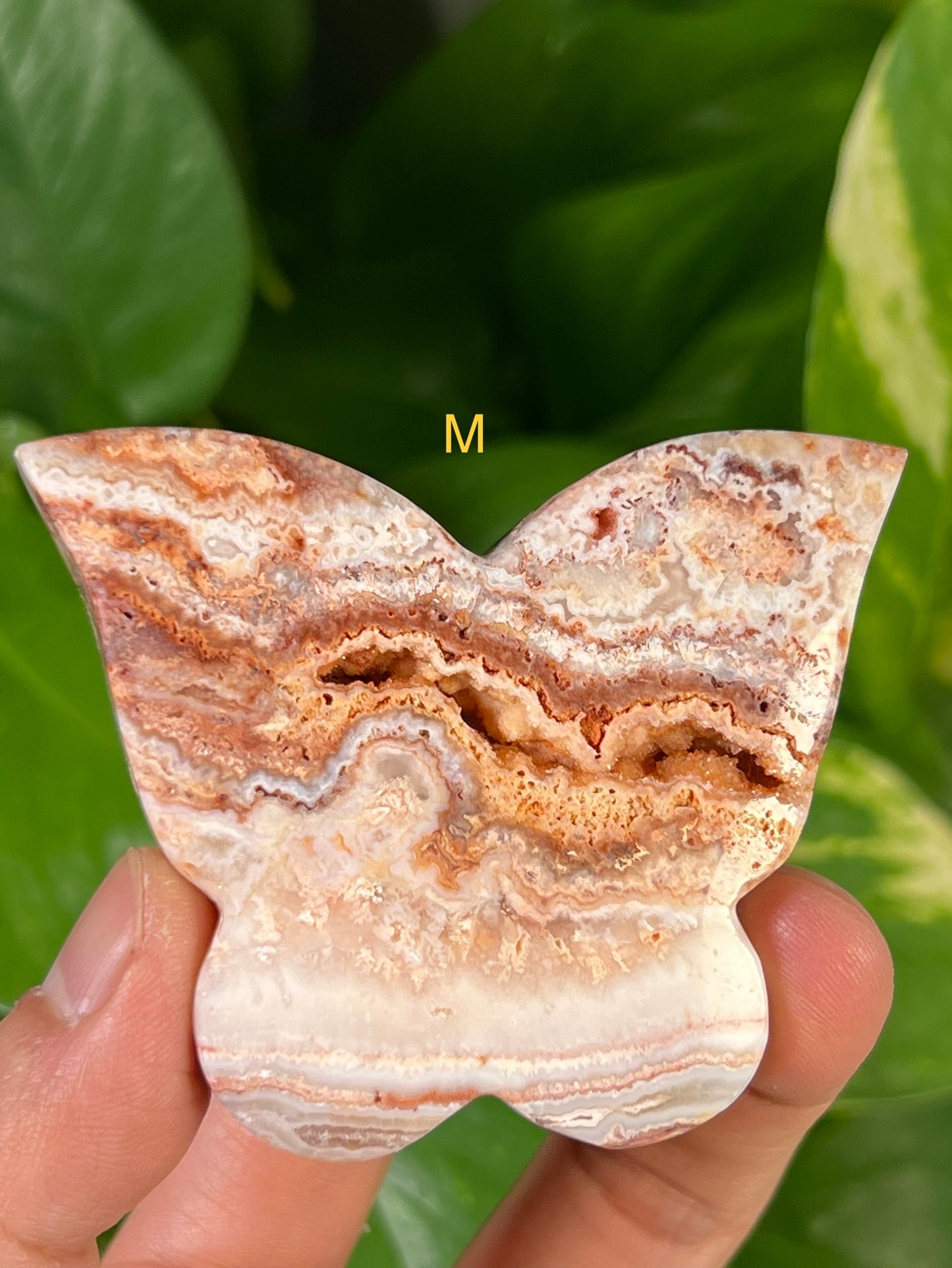 Crazy Lace Agate Butterflies