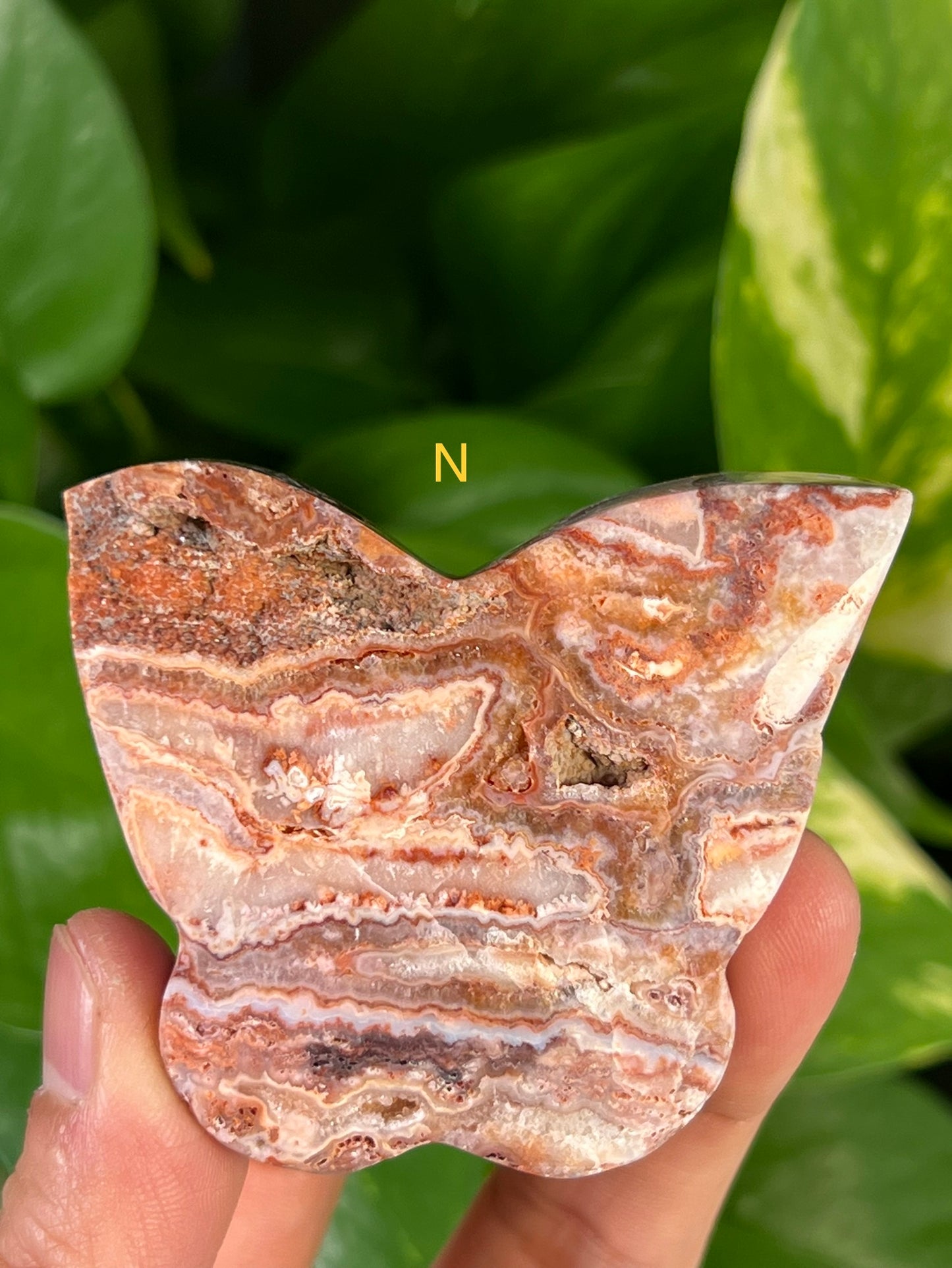 Crazy Lace Agate Butterflies