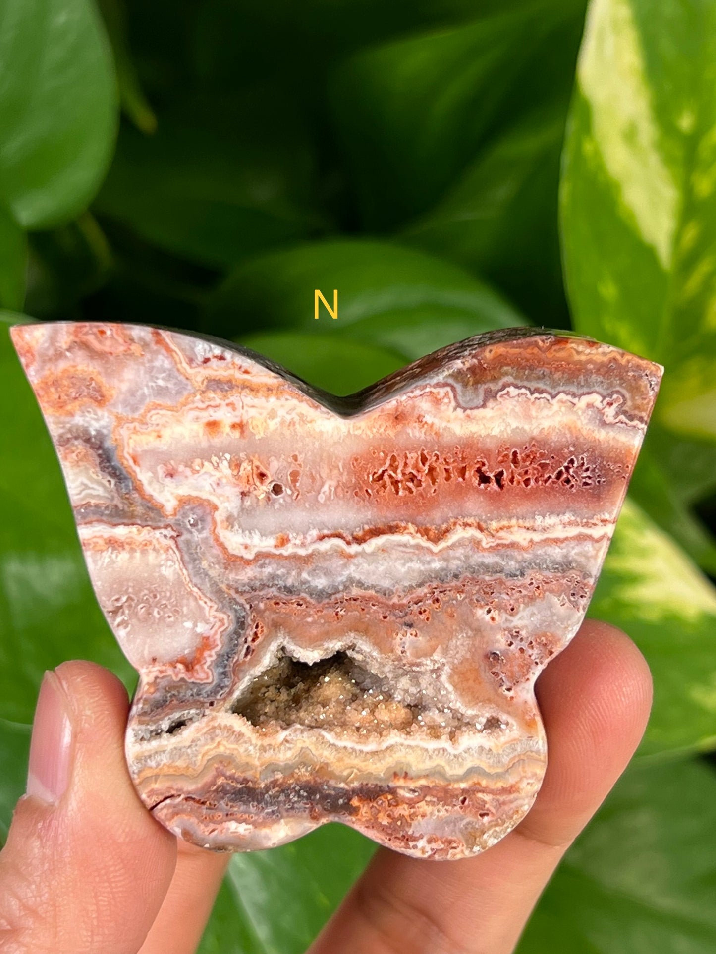 Crazy Lace Agate Butterflies