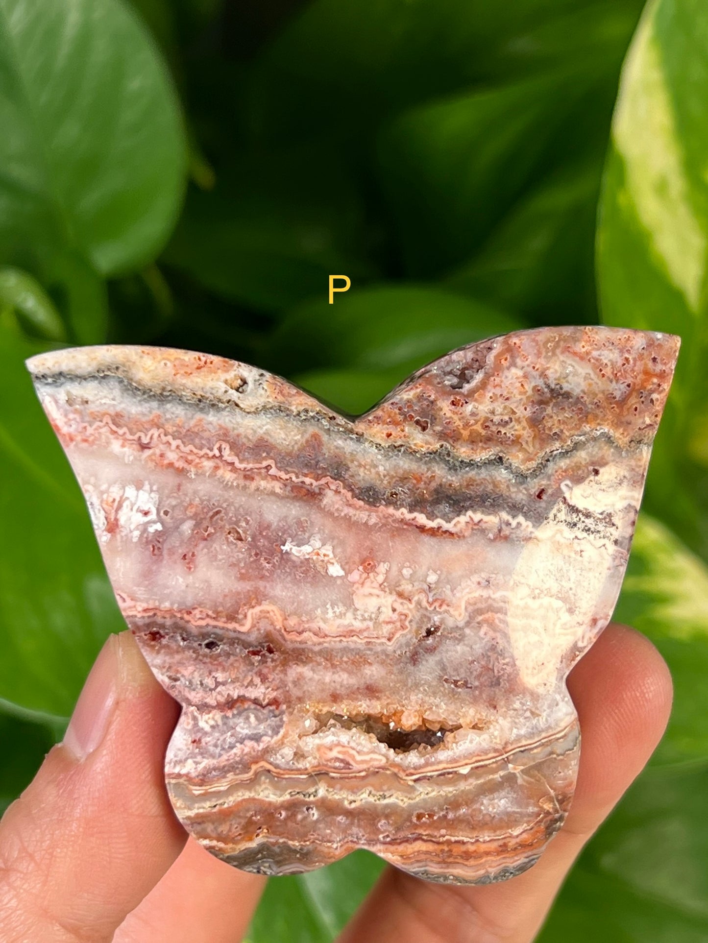 Crazy Lace Agate Butterflies