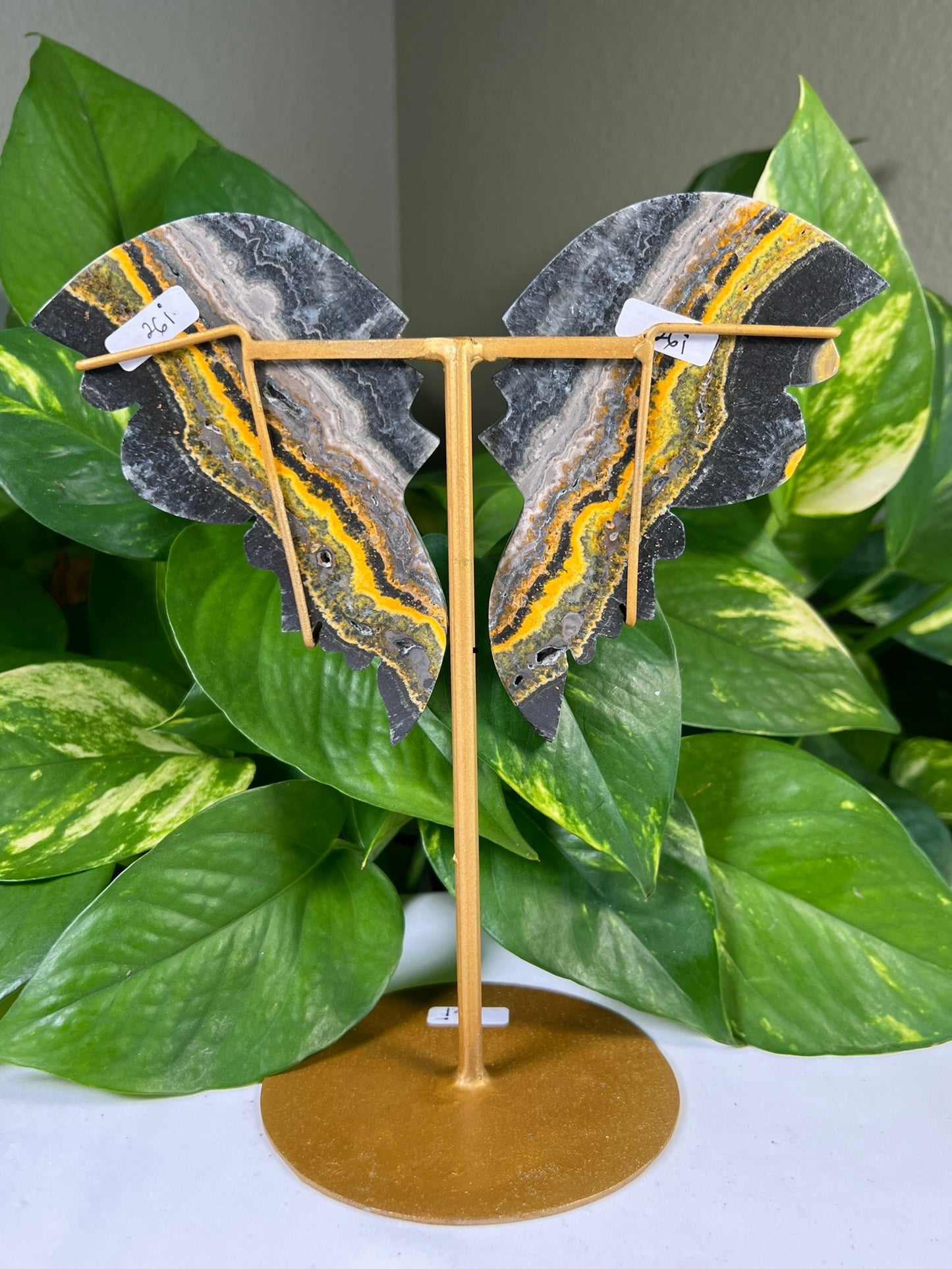 Bumblebee Jasper Wings