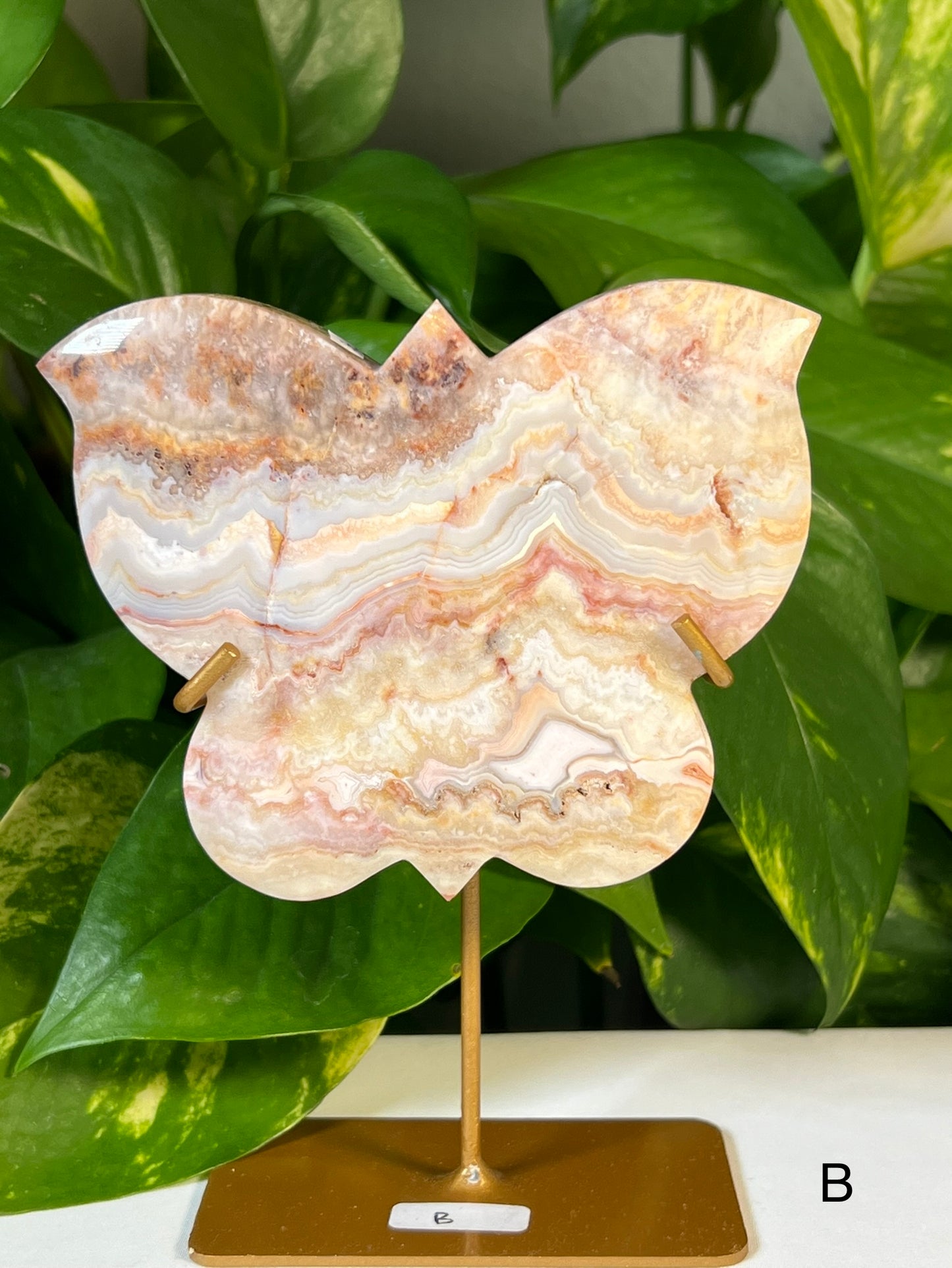 Crazy Lace Agate Butterflies