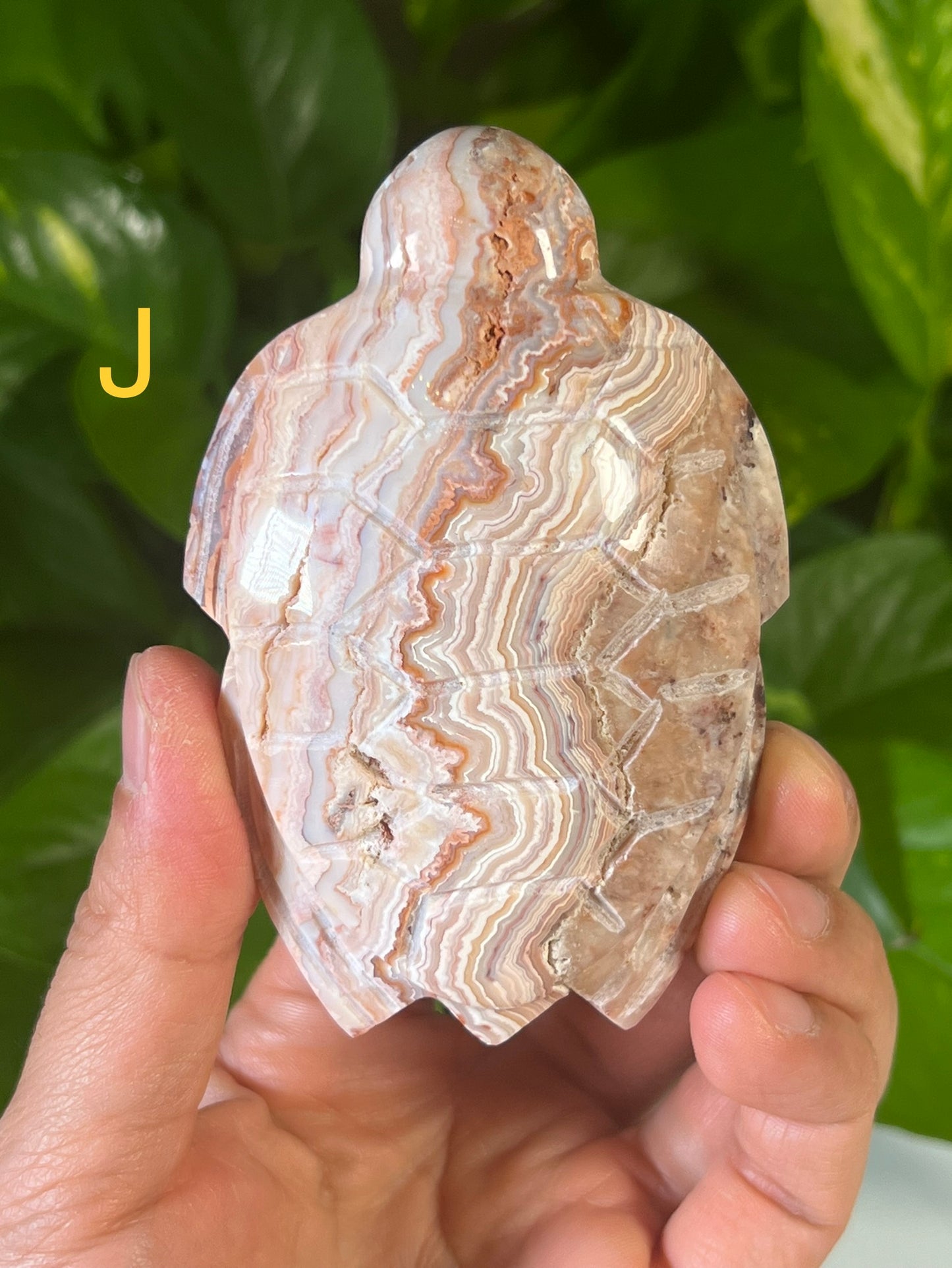 Crazy Lace Agate Carving Turtles