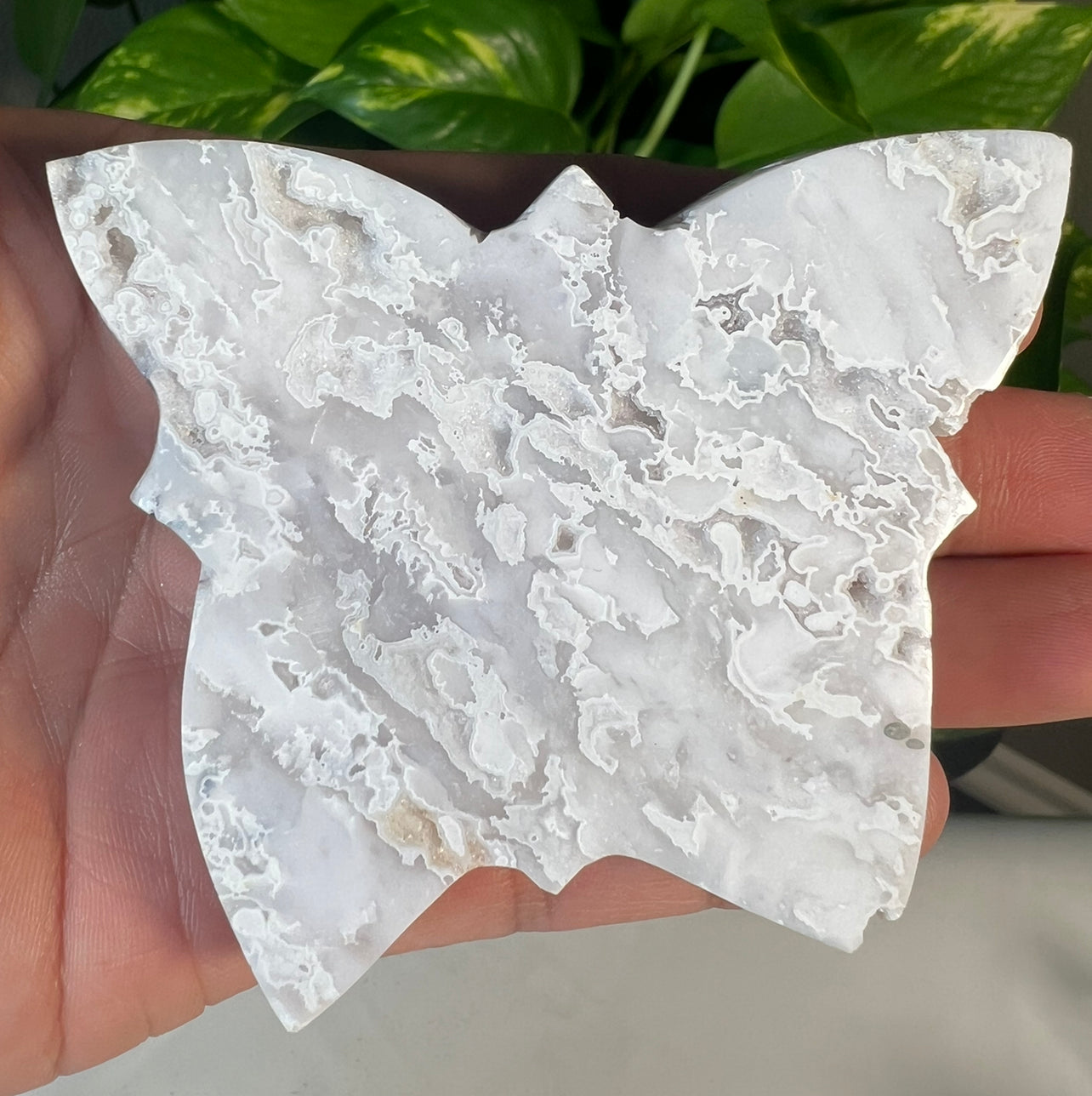 White Snow Agate Butterflies